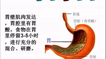 小学科学四年级微课 人体的消化器官——跟着叶宝莉老师探索人体科学的奥秘