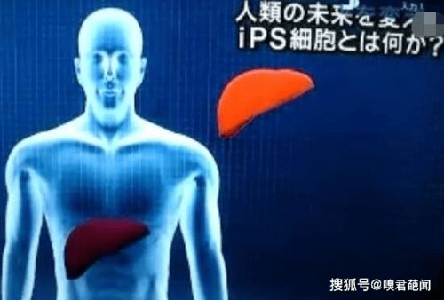 再生之力 从科幻到现实的躯体重塑之路