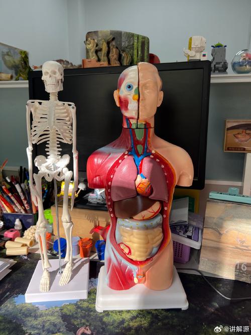 人体解剖##人体解剖学##人体科学##人体科普